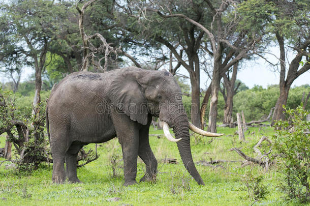 长着巨大象牙的公象