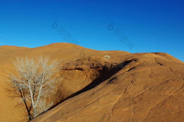 橘色岩石山，白干树
