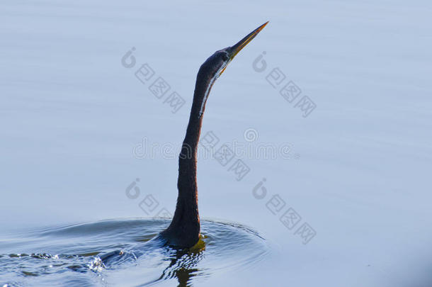 天鹅/鸭子在湖/<strong>黄河</strong>中游泳澳大利亚卡卡杜国家公园剪影