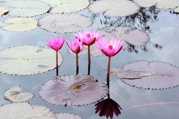 池中粉红花瓣荷花照
