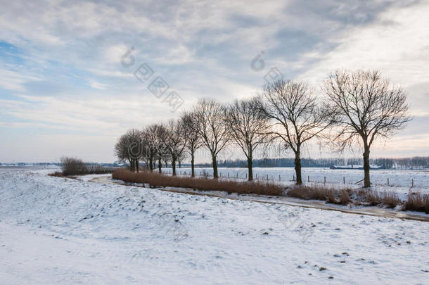 冬天在弯弯曲曲的<strong>乡间小路</strong>旁的一排树