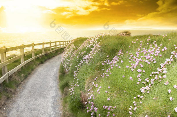 山崖小径上的野花