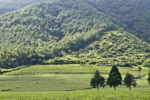 绿茶农场