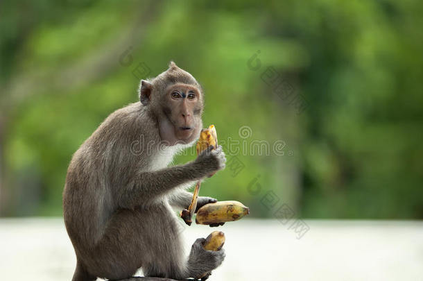 猴子拿着三个香蕉