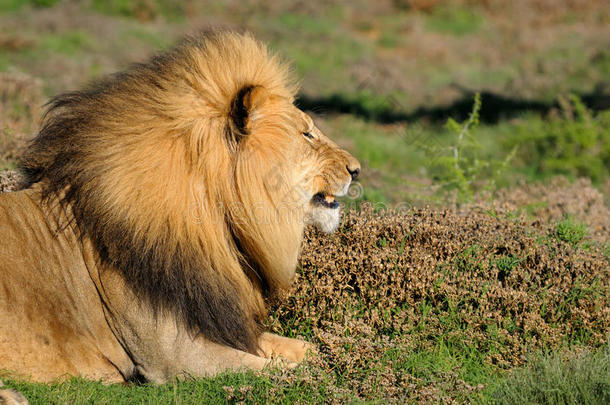 一头卡拉哈里狮，黑豹狮子，在阿多大象国家标准杆