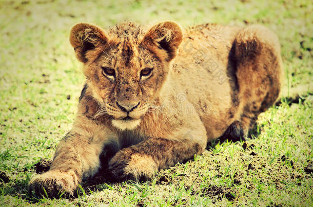 <strong>小狮</strong>子幼崽的肖像。坦桑尼亚，非洲