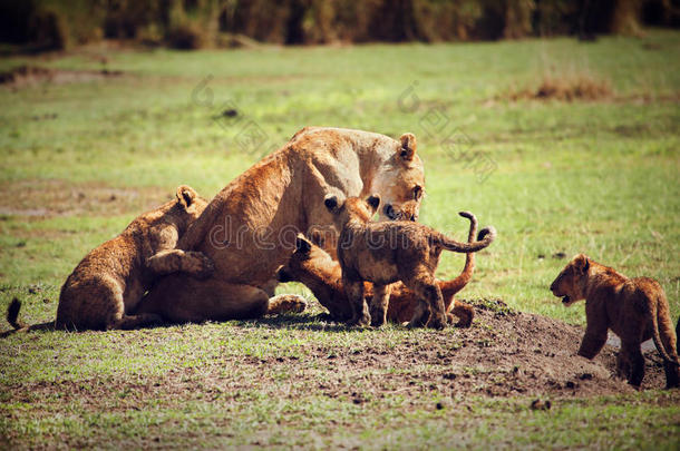 <strong>小狮</strong>子和妈妈在一起。坦桑尼亚，非洲
