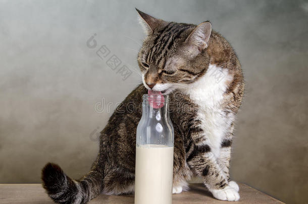 猫奶瓶