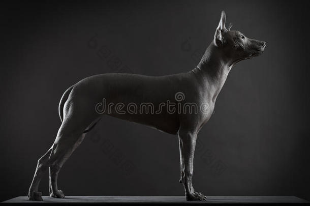 xoloitzcuintle狗狗<strong>低调</strong>拍照