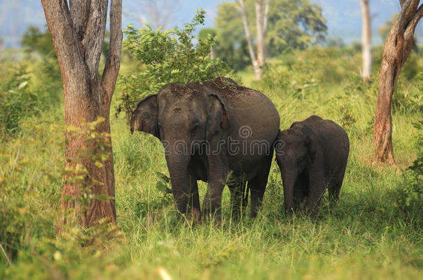 乌达瓦拉夫国家公园的亚洲象家族