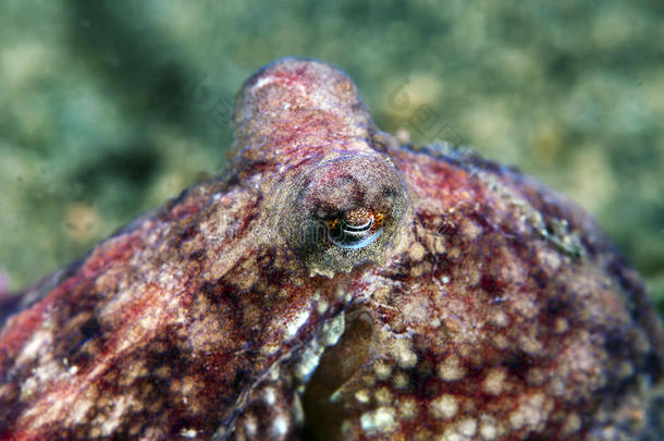 太平洋红章鱼