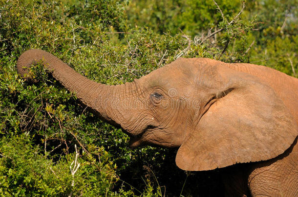 大象，南非阿多大象国家公园