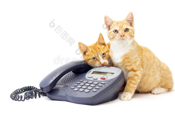 两只<strong>姜黄色</strong>的小猫躺在电话上