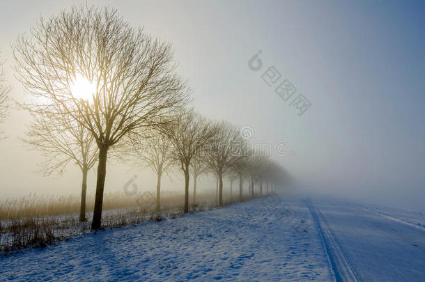 寒冷而雾蒙蒙的笔直乡村道路上有树木的轮廓