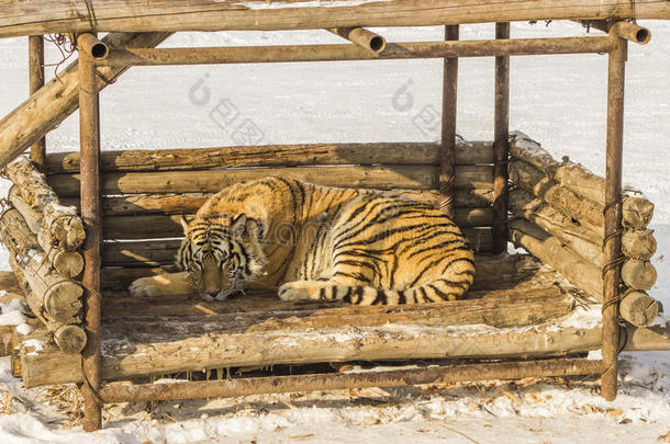 中国哈尔滨沉睡的西伯利亚虎