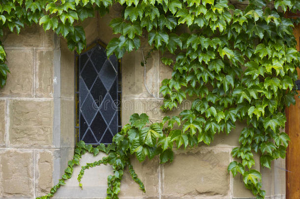窗户周围有常春藤的旧教堂窗户