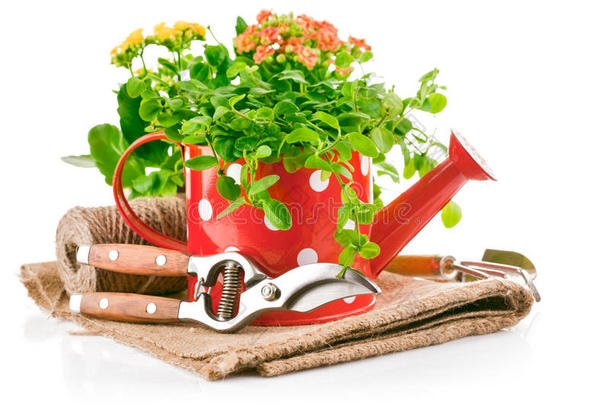 带园艺工具的红色水壶中的绿色植物