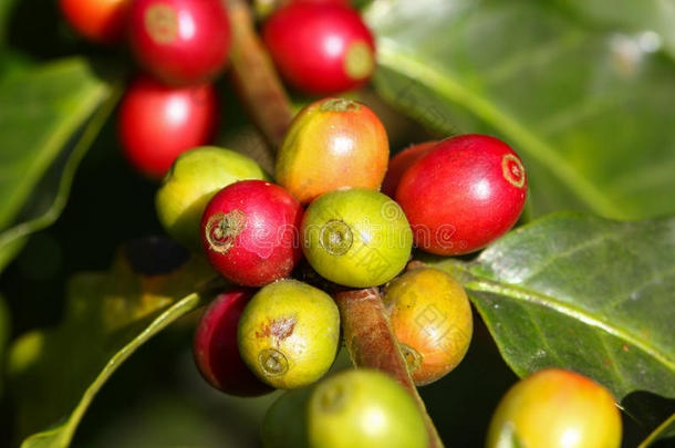 农场上有成熟浆果的咖啡树