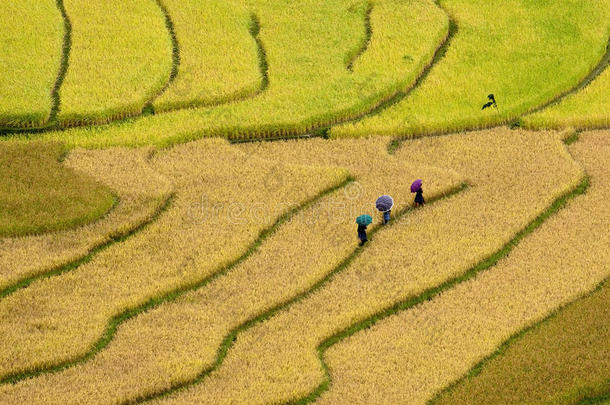 恐怖的稻田-三个女人参观她们的稻田