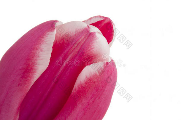 单瓣粉红色郁金香的特写图片