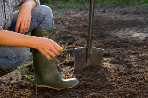 靴子挖掘污垢设备农场
