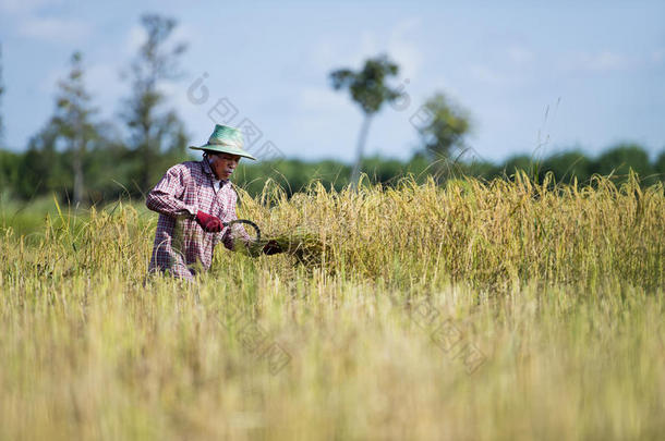 亚洲农民<strong>收割水稻</strong>