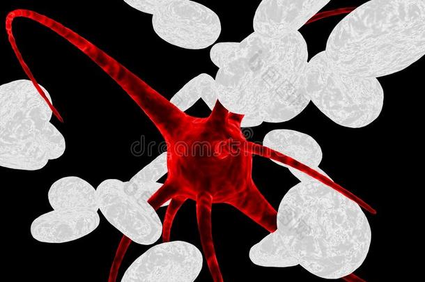 红细菌和白细胞