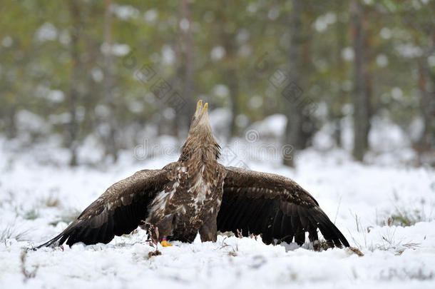 冬季白尾鹰