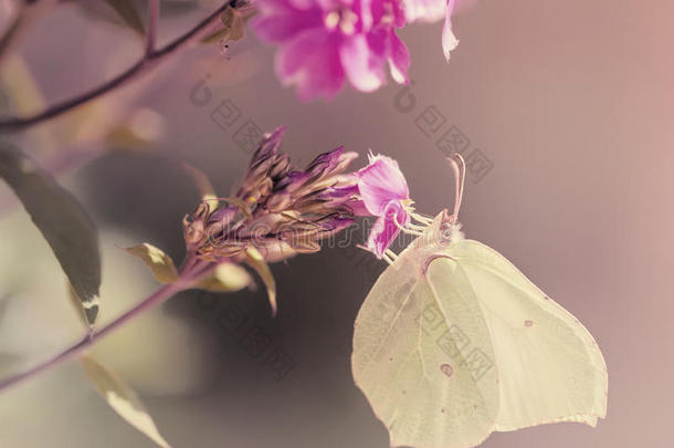紫花蝴蝶