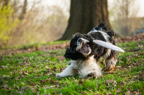 试图抓住飞盘的可卡猎犬