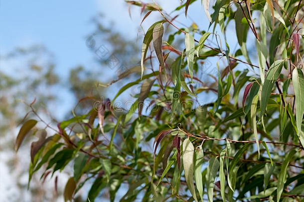 澳大利亚树胶香伞花序叶