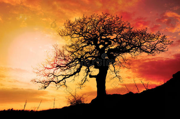 太阳和红橙黄天空的独树