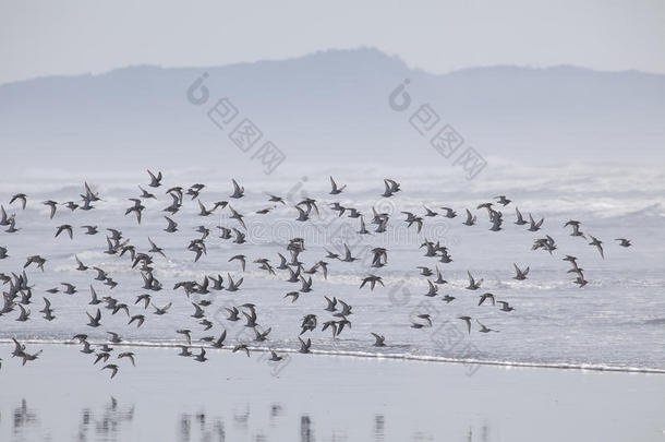 雾中海滩上的一群鸟