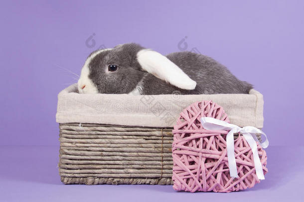 篮子里的小罗布兔