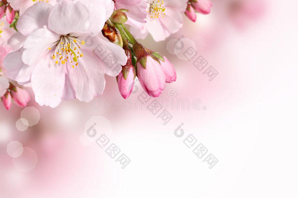 粉色花朵的春天边界背景