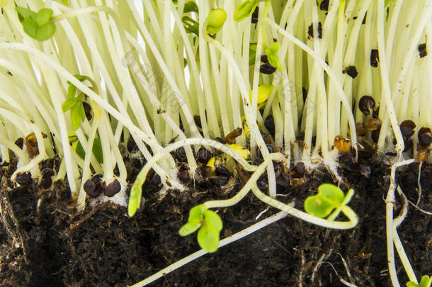 芥菜和水芹的根和茎