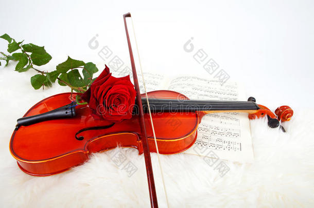 小提琴配音乐和红玫瑰