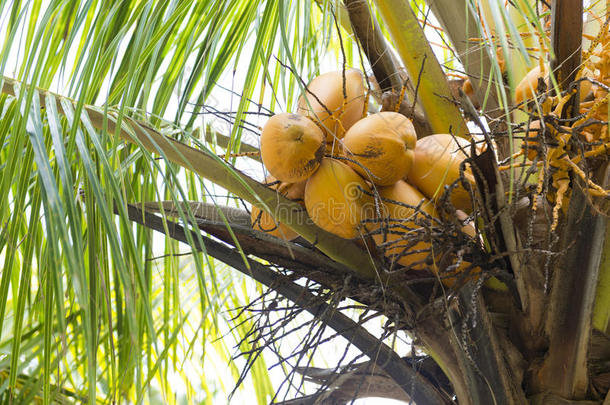 海滩上的新鲜椰子
