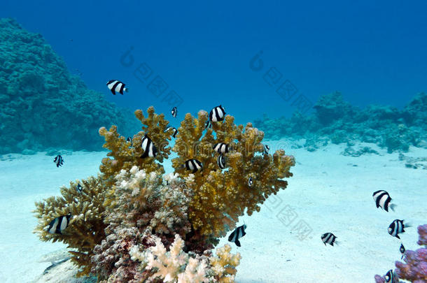 热带<strong>海底</strong>的<strong>珊瑚</strong>礁，有硬<strong>珊瑚</strong>和外来鱼类白尾豆娘