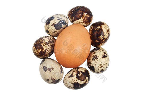 一只鸡和几个鹌鹑蛋