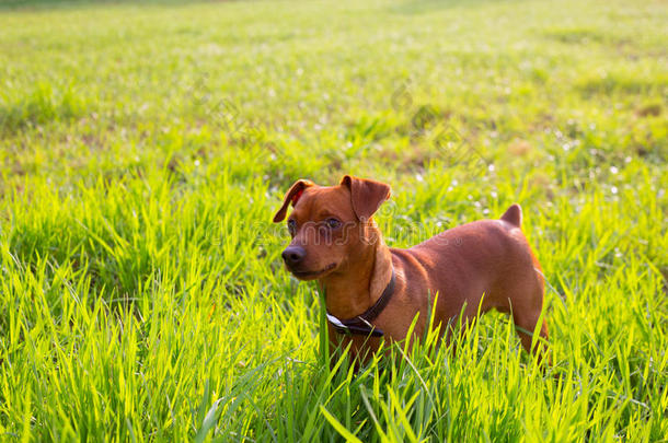 绿色<strong>草地上</strong>的棕色<strong>小狗</strong>mini pinscher