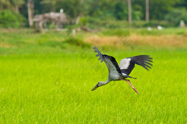 飞鸟在稻田上
