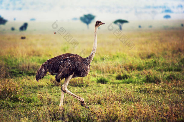 热带草原上的鸵鸟，非洲坦桑尼亚的野生动物园