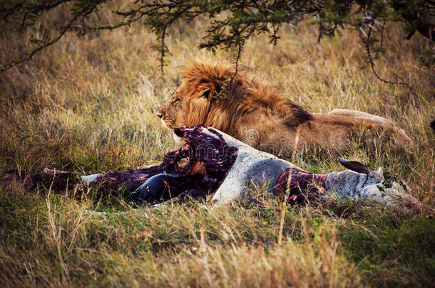 非洲塞伦盖蒂大草原上的狮子和猎物