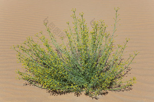 绿色植物，在沙漠沙中有微小的黄色花朵。