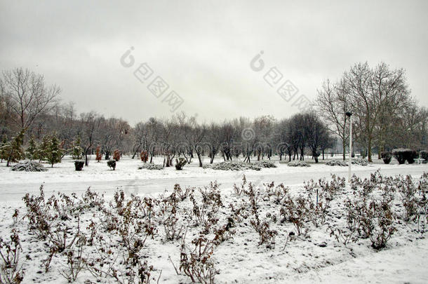 冰雪覆盖的公园景观