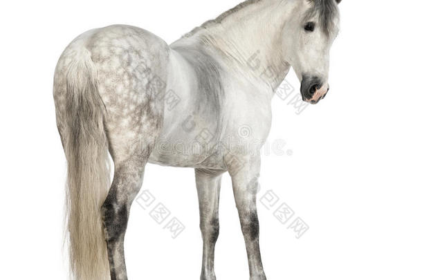 安达卢西亚雄马的后视图，7岁，也称纯西班牙马或pre，回头看