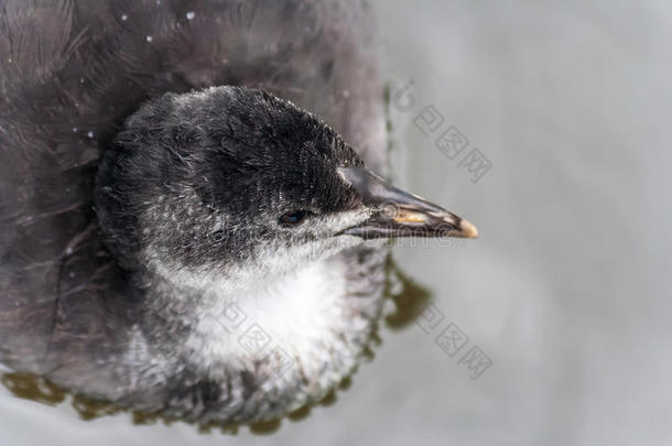 小浣熊