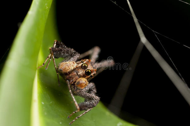 波西亚蜘蛛-世界上最聪明的蜘蛛