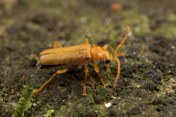 金桔甲虫